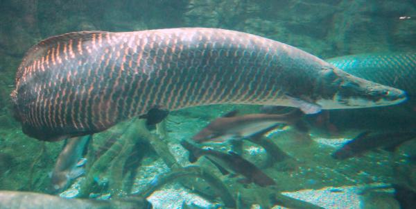 ピラルクーは飼える ピラルクーの特徴と飼育方法を紹介 アロワナや古代魚の飼育方法を紹介するブログ