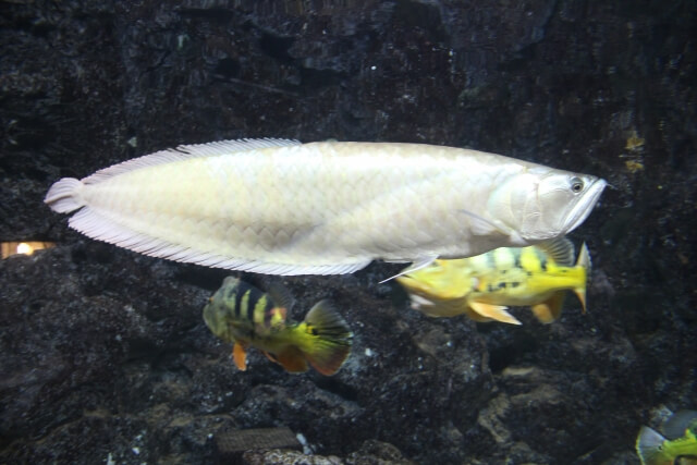 古代魚を飼おう！自宅で飼えるオススメの古代魚を紹介！！ | アロワナや古代魚の飼育方法を紹介するブログ