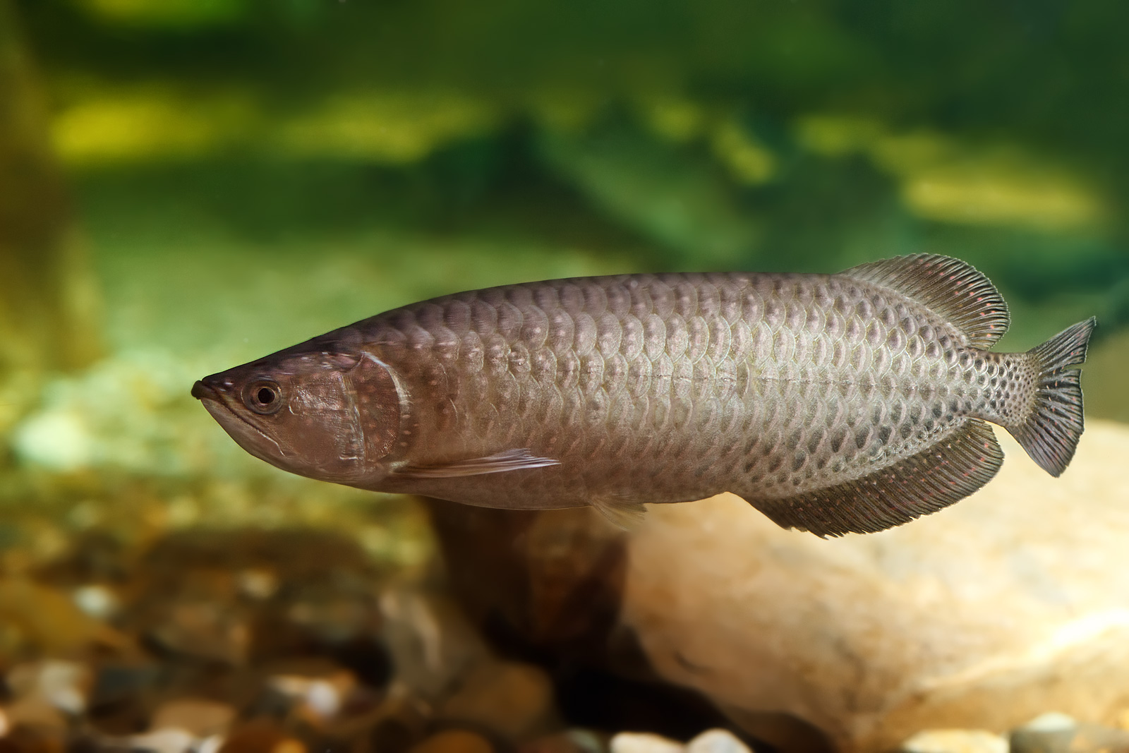 ノーザンバラムンディーってどのぐらい大きくなるの 最大体長と成長速度を紹介 アロワナや古代魚の飼育方法を紹介するブログ