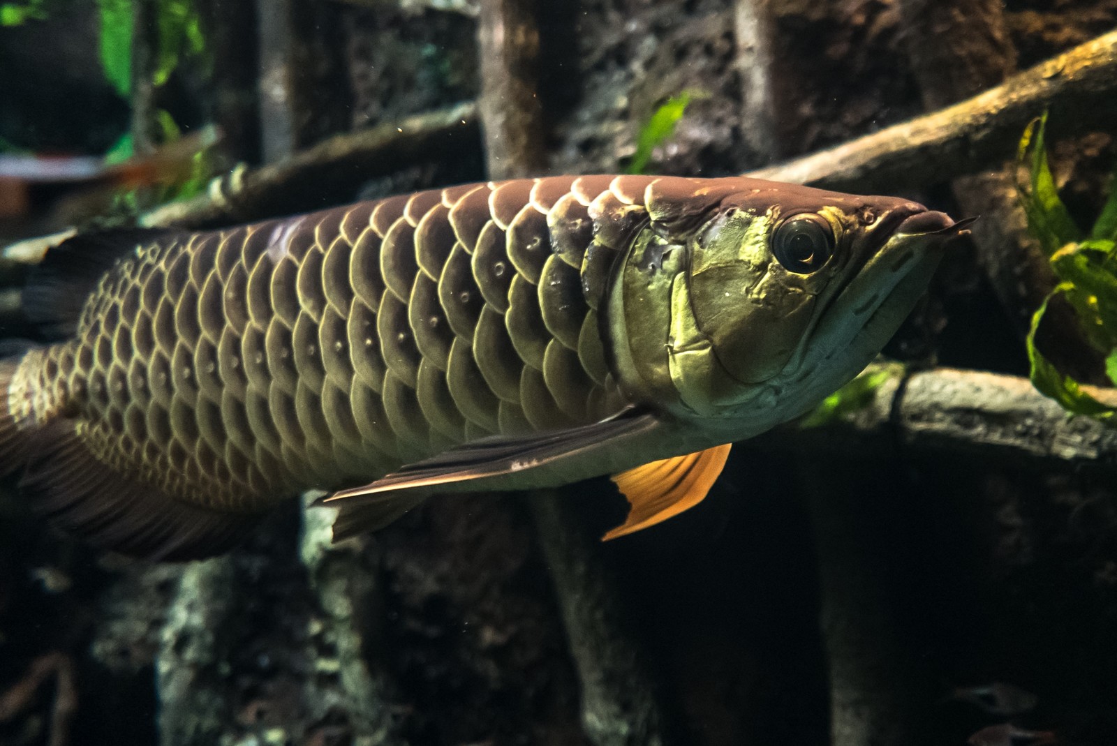 アロワナを飼育する時の注意点を紹介 アロワナや古代魚の飼育方法を紹介するブログ